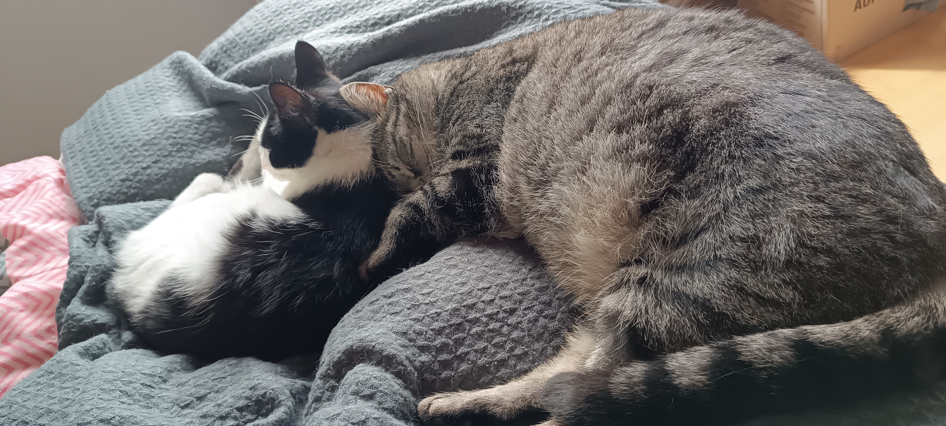 Two cats resting together at home.