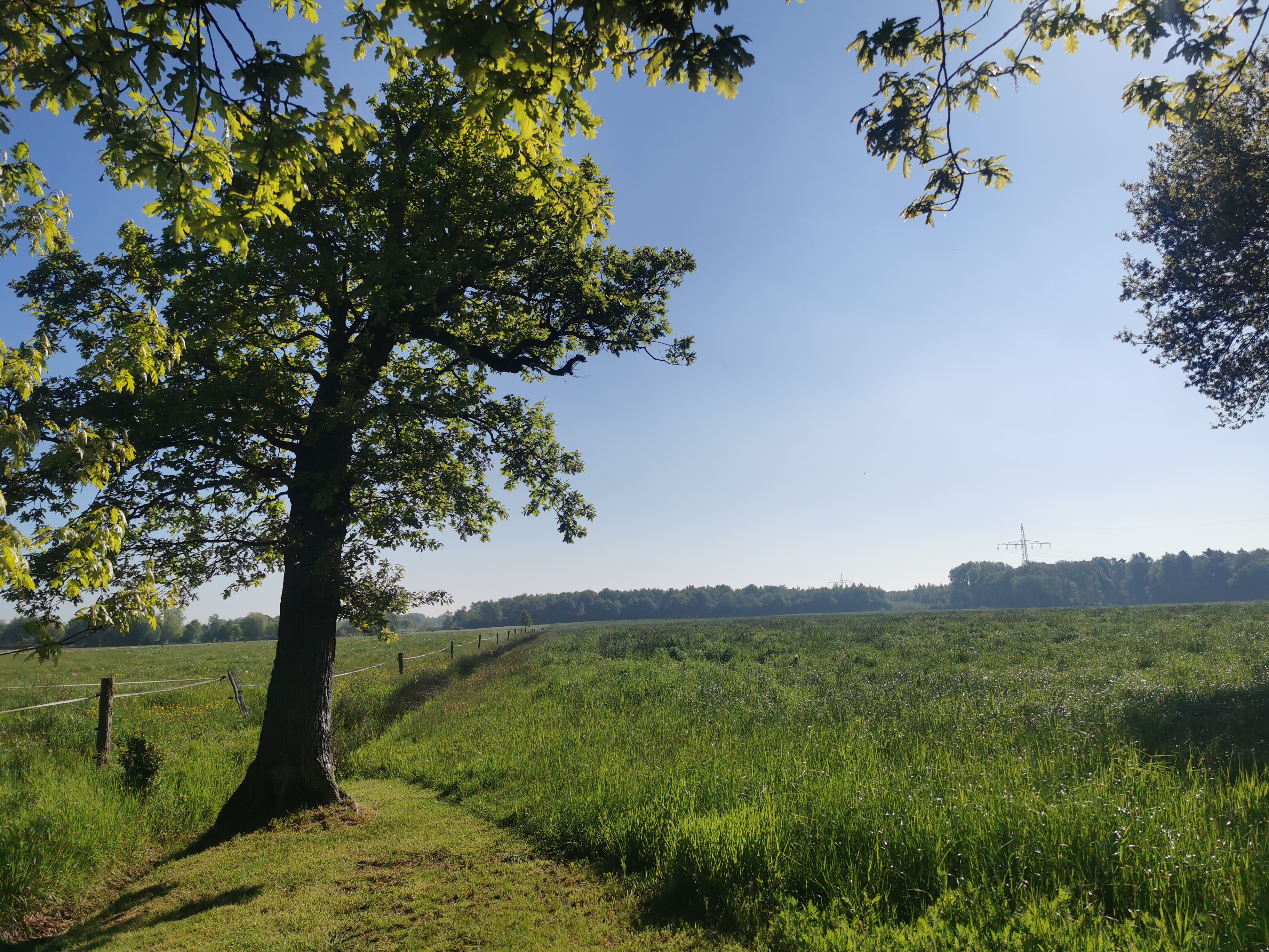 Open raised bog landscape near Wiesmoor